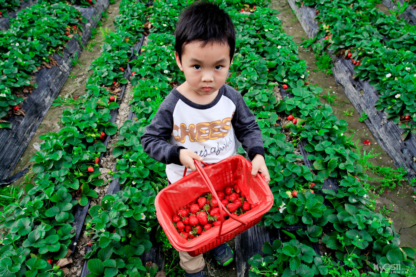 1月25 26日寒假特惠周活动 开心农场采摘草莓