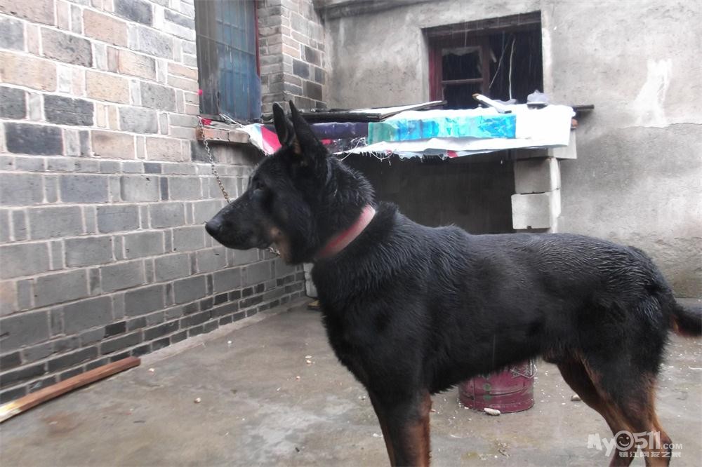 出售一只黑色狼犬,原私企事业单位做门卫用的