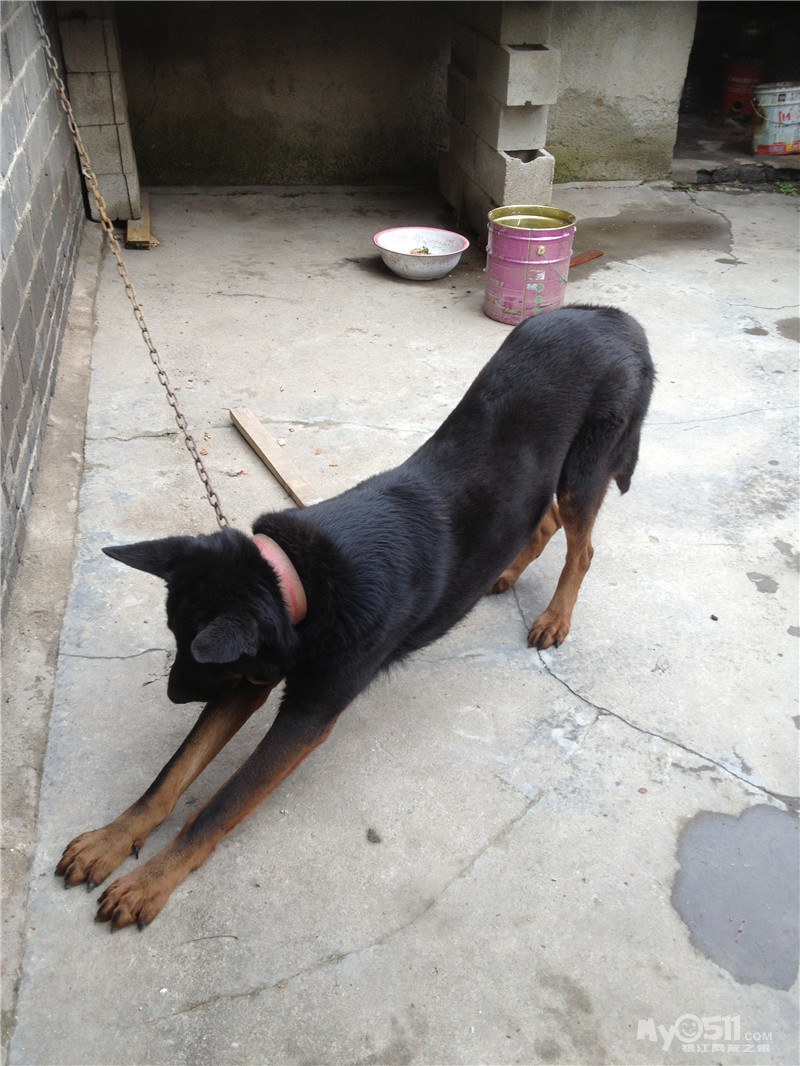 出售一只黑色狼犬,原私企事业单位做门卫用的