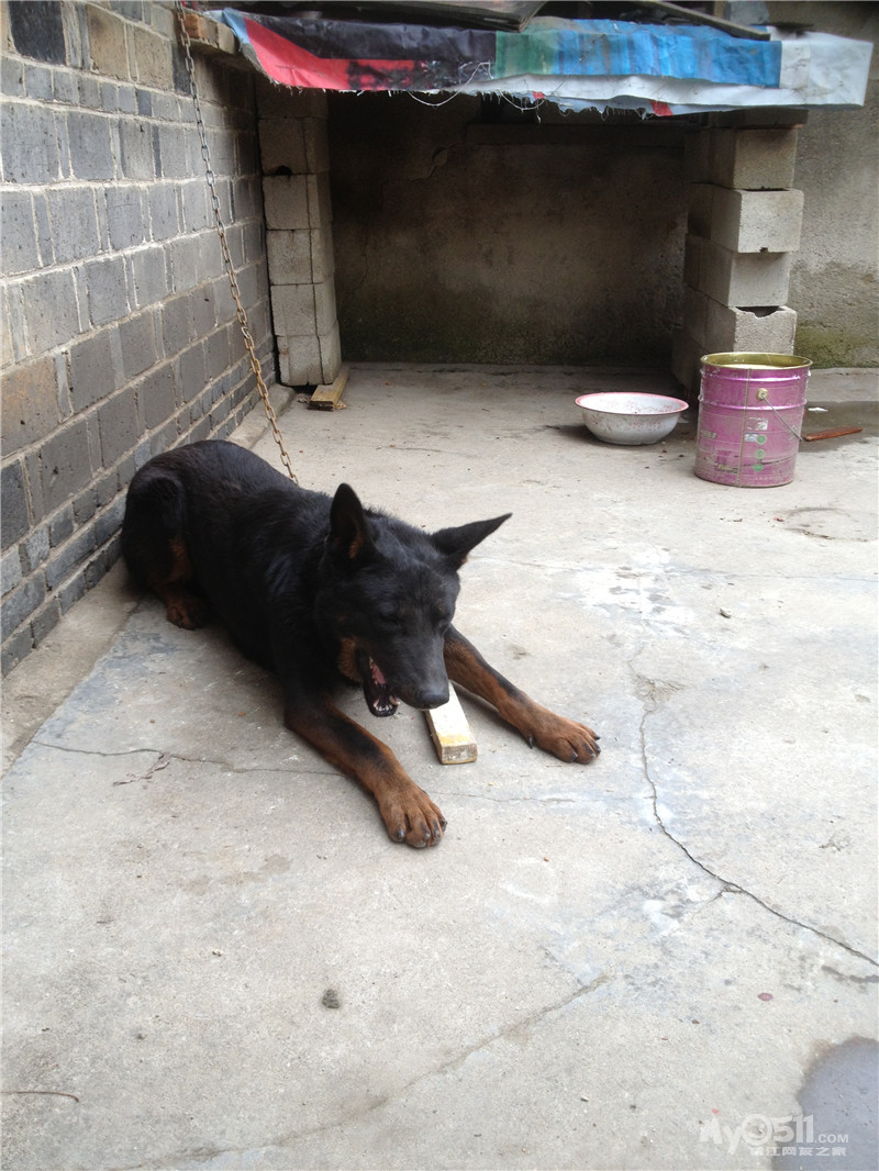 出售一只黑色狼犬,原私企事业单位做门卫用的