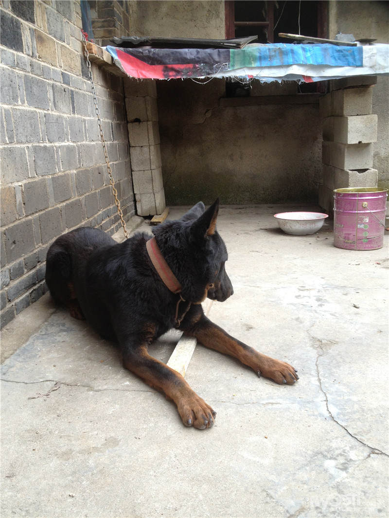 出售一只黑色狼犬,原私企事业单位做门卫用的