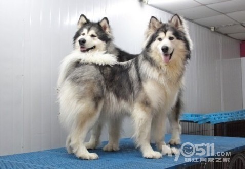 出售净桃脸阿拉斯加,不要拿不干净桃脸来对比