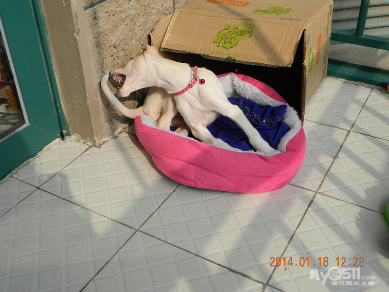 3月大灵缇狗(很神气 很漂亮)出售 - 宠物交易 - 