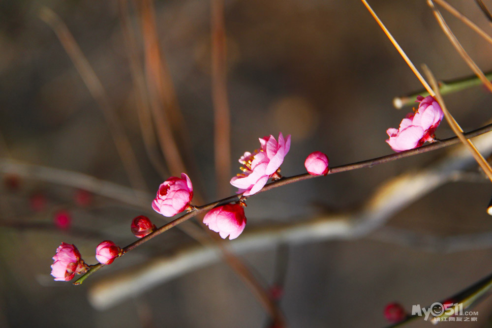 南京溧水无想山风景区-傅家边梅园 - 菜菜鸟户