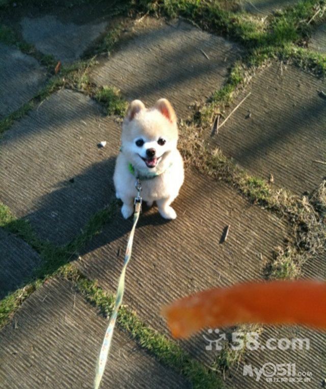 以后长大的俊介博美犬