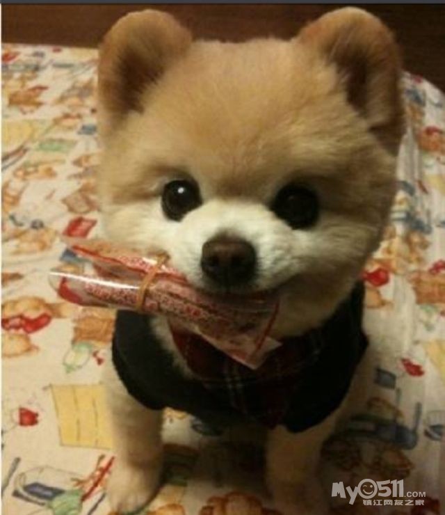 以后长大的俊介博美犬