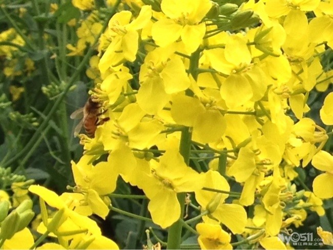 又是一年花开季 跟着手机来看起 - 百姓话题 - 梦
