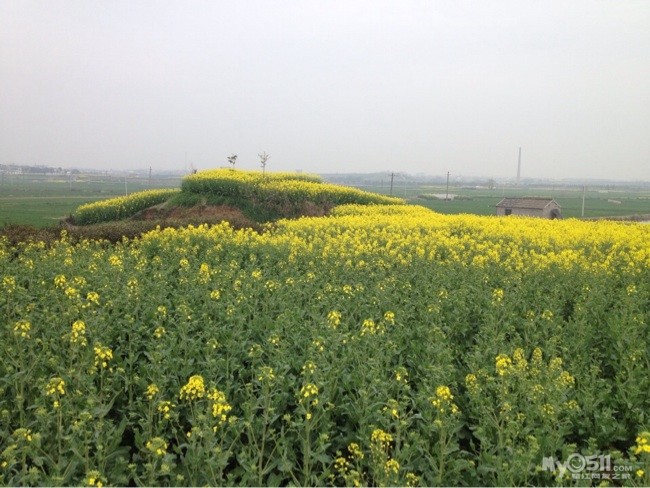 又是一年花开季 跟着手机来看起 - 百姓话题 - 梦