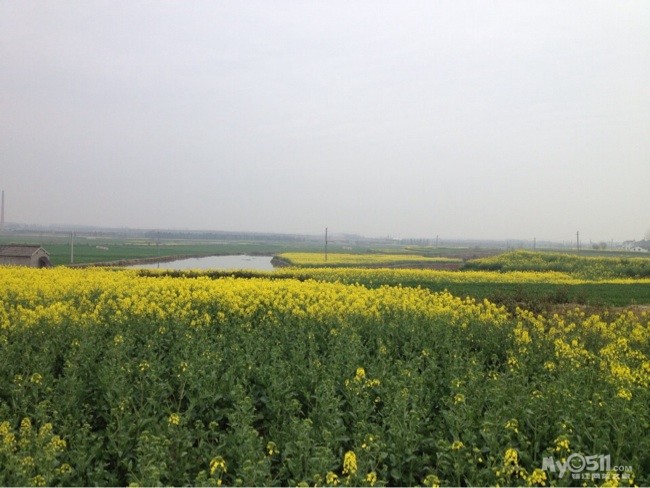 又是一年花开季 跟着手机来看起 - 百姓话题 - 梦