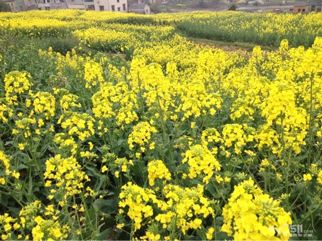 又是一年花开季 跟着手机来看起 - 百姓话题 - 梦