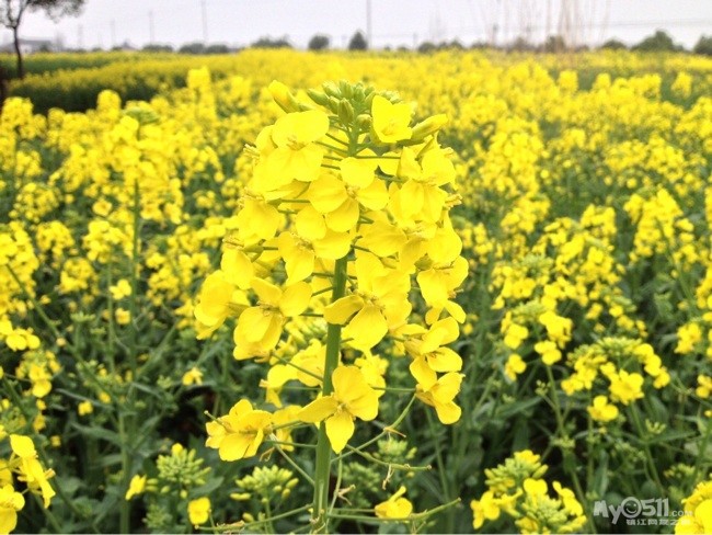 又是一年花开季 跟着手机来看起 - 百姓话题 - 梦