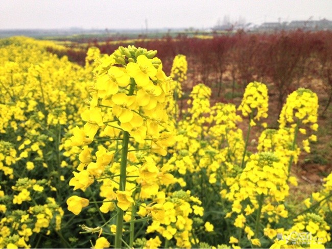 又是一年花开季 跟着手机来看起 - 百姓话题 - 梦