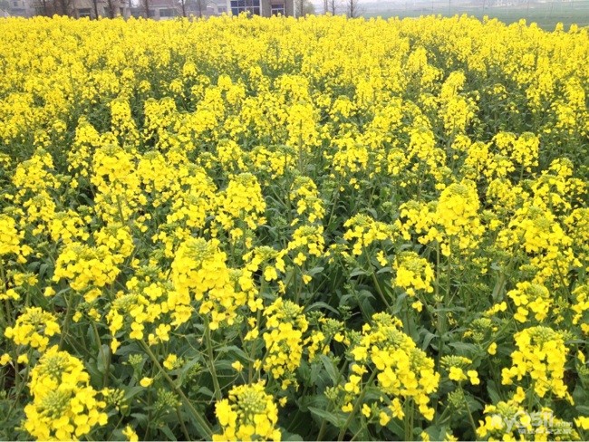又是一年花开季 跟着手机来看起 - 百姓话题 - 梦