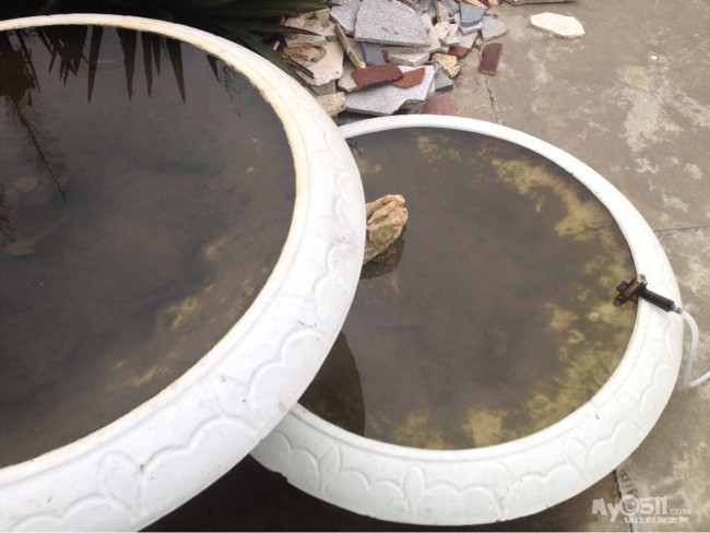 又是一年花开季 跟着手机来看起 - 百姓话题 - 梦