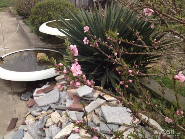 又是一年花开季 跟着手机来看起 - 百姓话题 - 梦