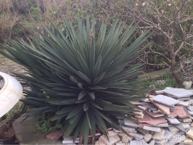 又是一年花开季 跟着手机来看起 - 百姓话题 - 梦