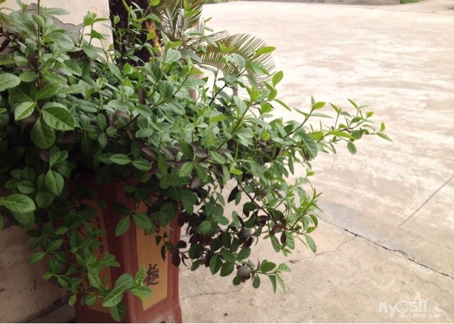 又是一年花开季 跟着手机来看起 - 百姓话题 - 梦