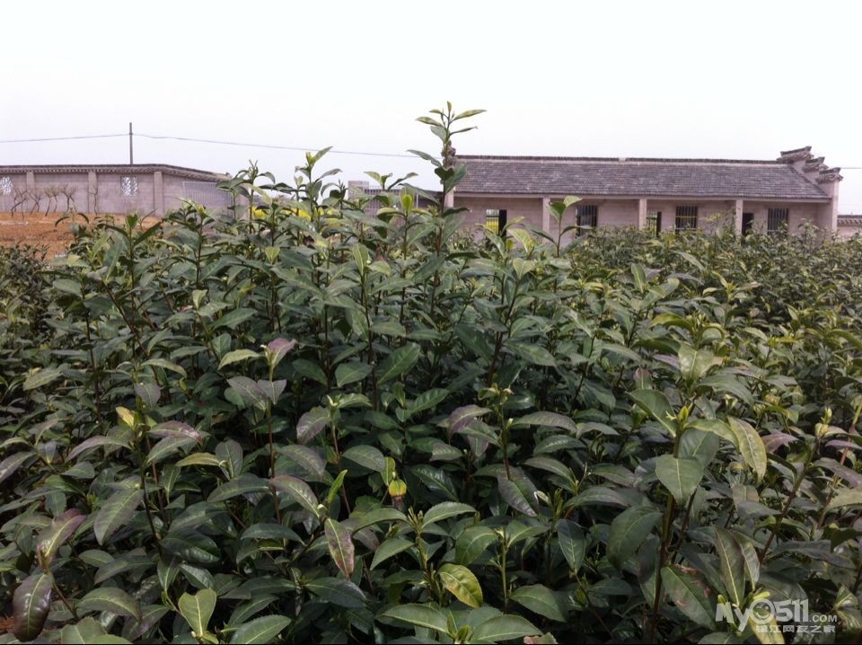 自家产的碧螺春和金山翠牙价格便宜好喝 - 闲置