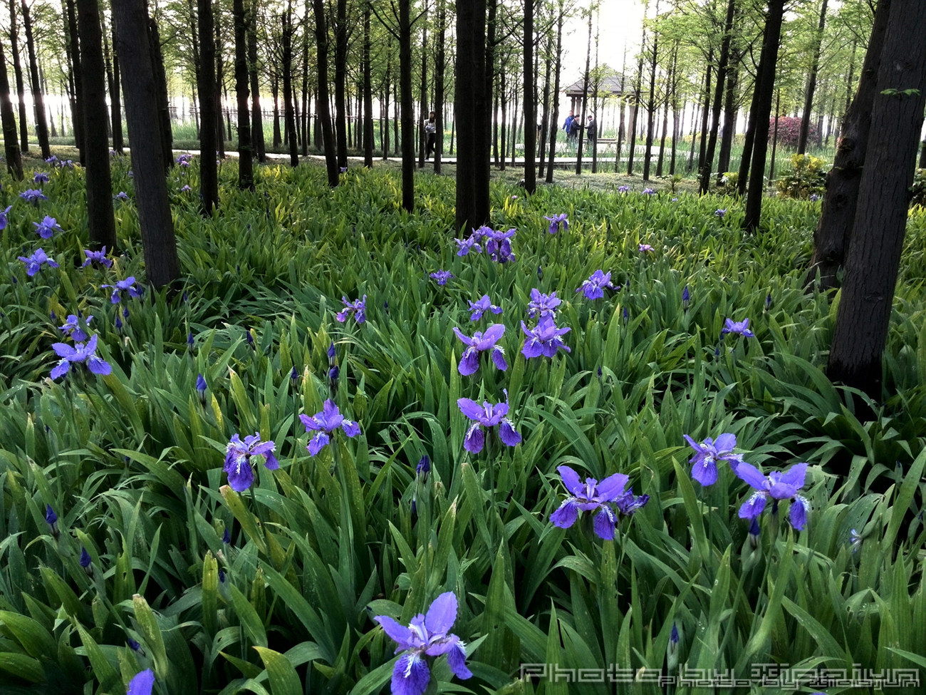 zsxl;《华为P6里的金山湖景》zsxl; - 视觉Coffe