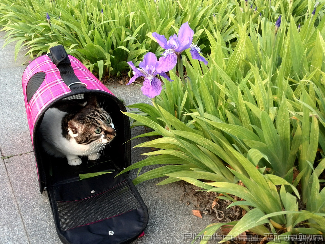 zsxl;《华为P6里的金山湖景》zsxl; - 视觉Coffe