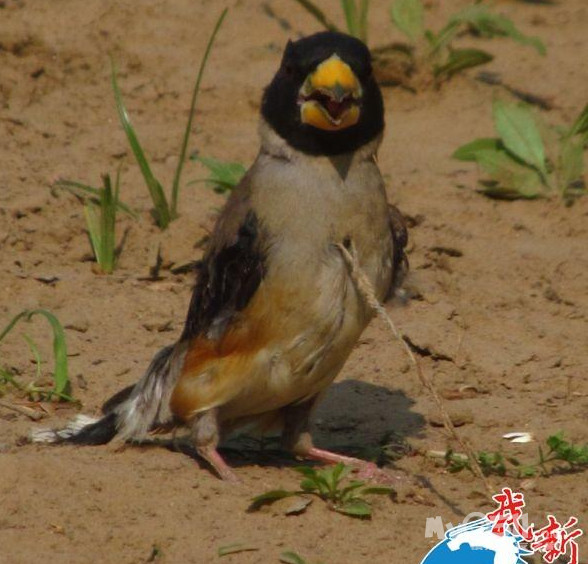 淮安人残忍捕鸟 细绳穿透活鸟胸骨做鸟媒--- 