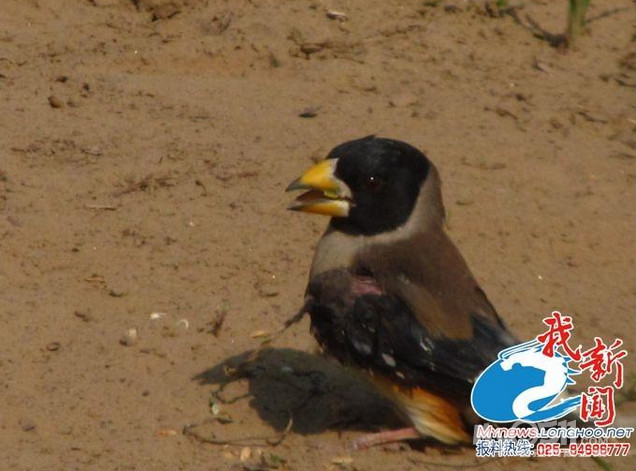 淮安人残忍捕鸟 细绳穿透活鸟胸骨做鸟媒--- 