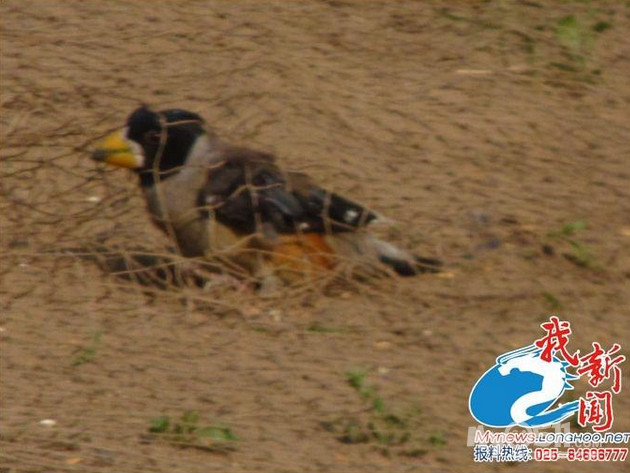 淮安人残忍捕鸟 细绳穿透活鸟胸骨做鸟媒--- 