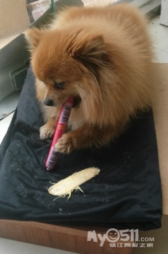 家养黄色小博美 小狐狸犬 喜欢就带我回家吧 -