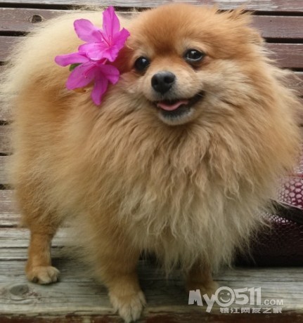 家养黄色小博美 小狐狸犬 喜欢就带我回家吧 -