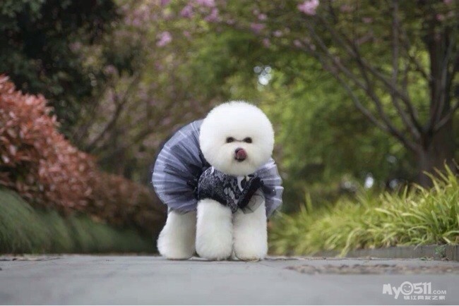 手工制作狗狗精美服饰! - 宠物交易 - 猫狗总动员