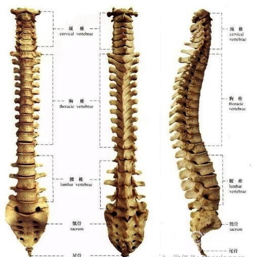 看颈椎病对人体的惊人危害 - 镇江知青 - 梦溪论