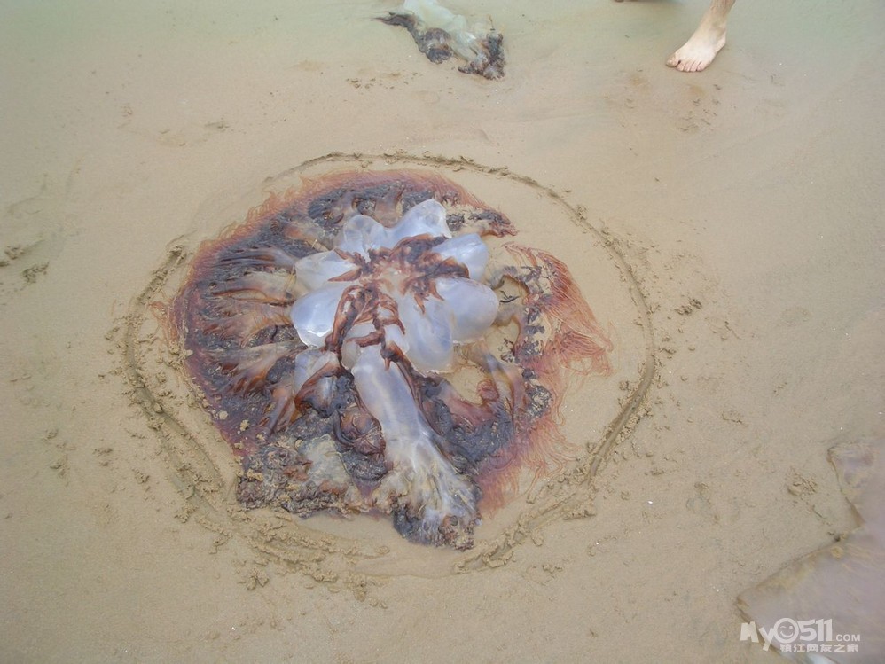 镇江吃海鲜_深圳澳头吃海鲜_镇江财富广场户型图