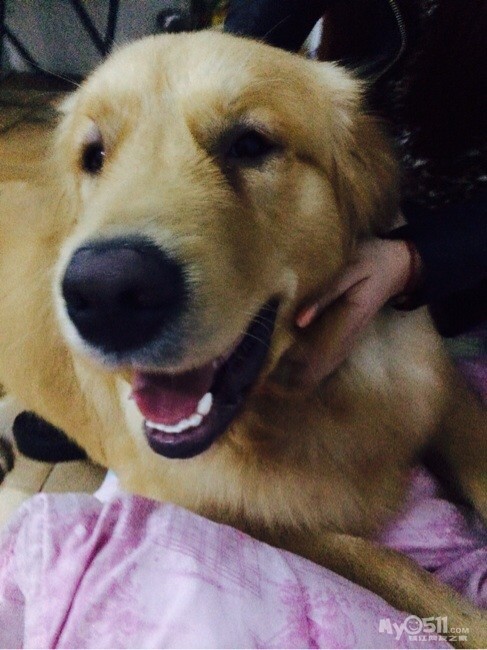 我家金毛肩高61,是不是不可以办狗证? - 猫狗总