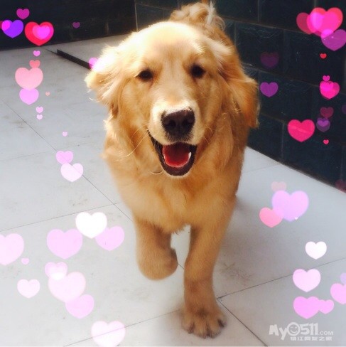 我家金毛肩高61,是不是不可以办狗证? - 猫狗总