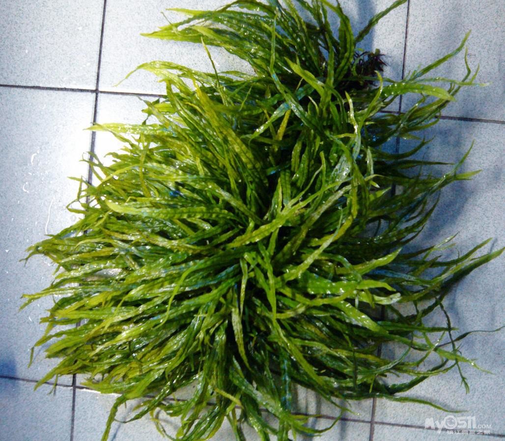 翻了细叶铁