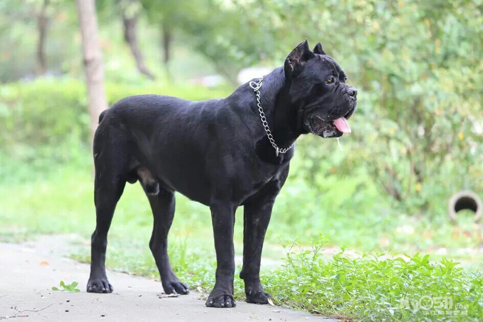 意大利护卫犬卡斯罗,德国牧羊犬幼仔开始接受