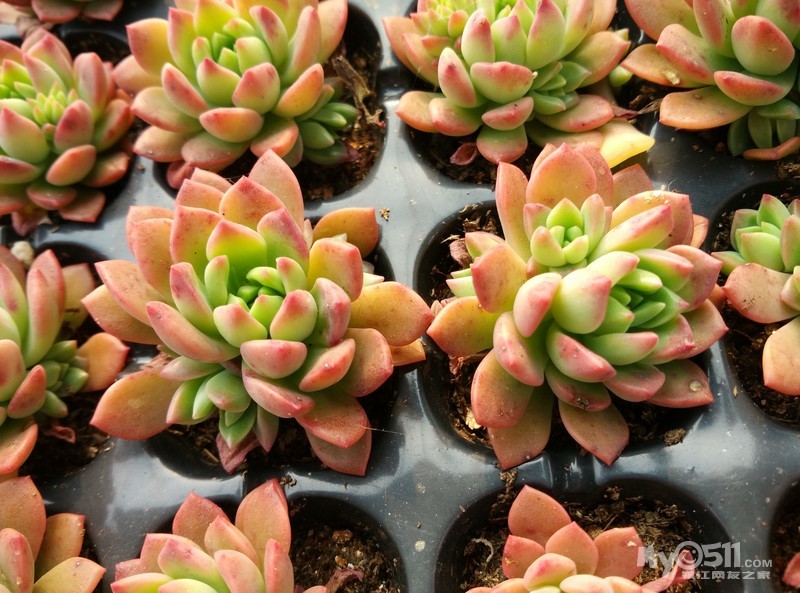 出 多肉植物 普货肉肉 绝对便宜 - 花鸟鱼虫交易