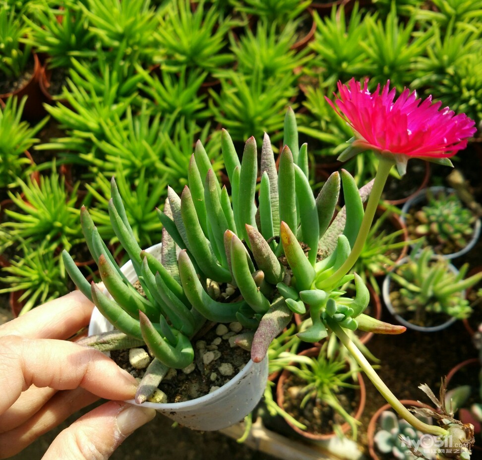 出 多肉植物 普货肉肉 绝对便宜 - 花鸟鱼虫交易