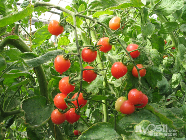 健康生活,家庭盆栽,阳台菜园,乐趣多多 樱桃番茄