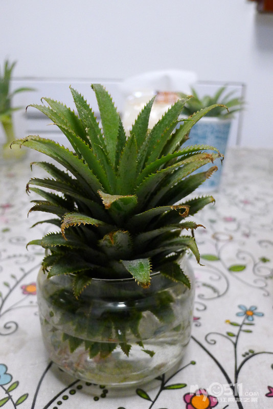 最真的生活--家常菜随拍(炒螺蛳) - 饮食男女 - 梦