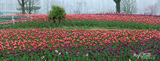 4月11日孟非要去的大丰荷兰花海 - 百姓话题 -