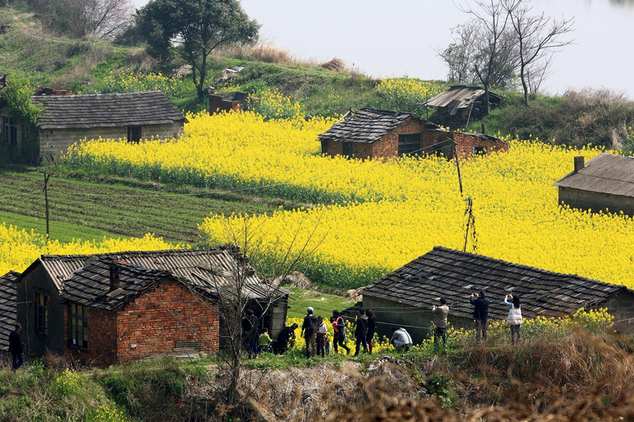 --菜花酒香响水涧-- - 镜头里的镇江 - 梦溪论坛 