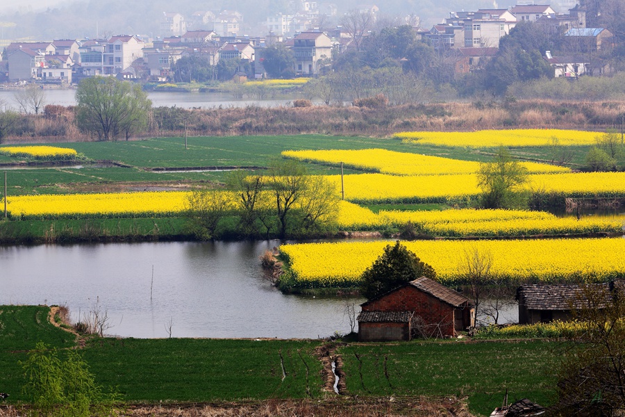 --菜花酒香响水涧-- - 镜头里的镇江 - 梦溪论坛 