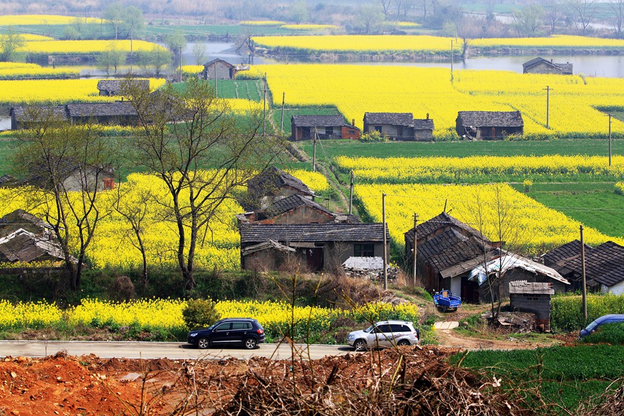 --菜花酒香响水涧-- - 镜头里的镇江 - 梦溪论坛 