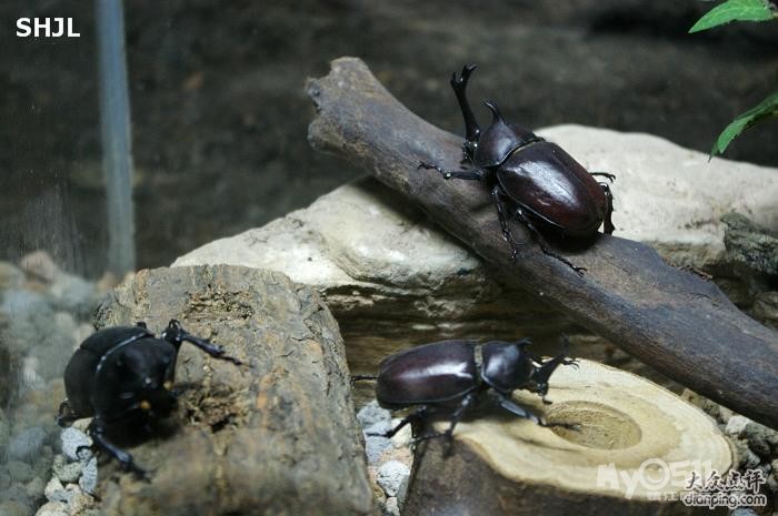上海汽车、大自然野生昆虫、新自然博物馆及玻