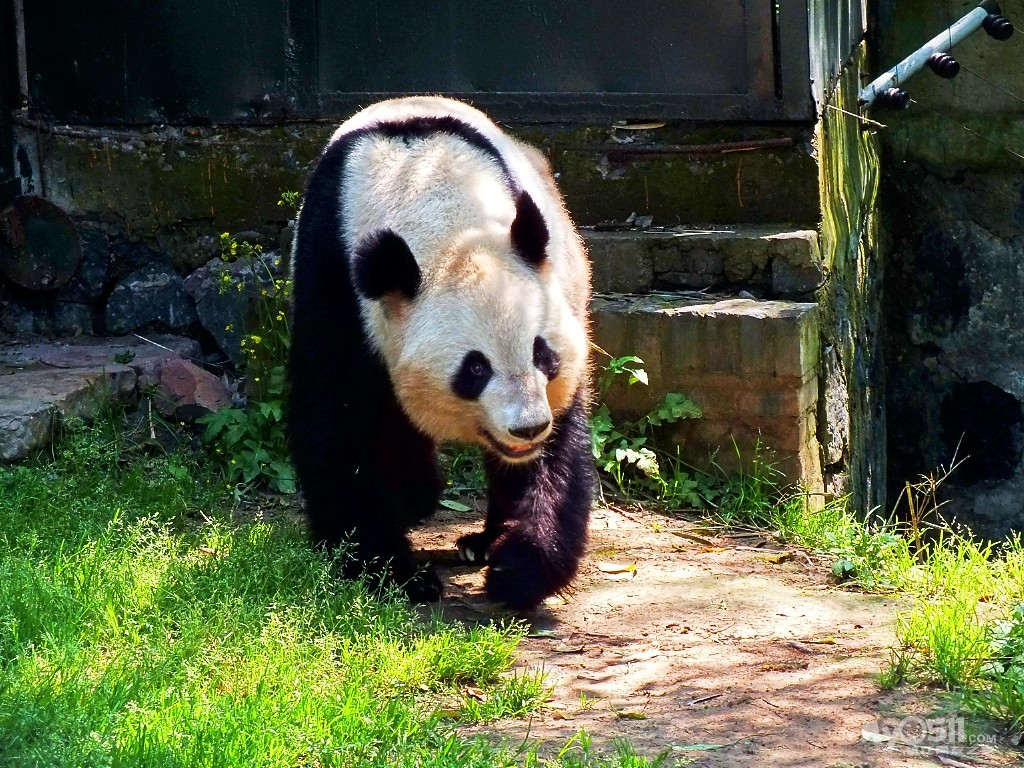 扬州茱萸湾风景区(动物园)位于扬州市郊东北,面积约50公顷,东临古运河,西傍大运河,北通邵伯湖,南望江都水利枢纽工程。 茱萸湾风景区是一座融自然风光、人文景观、花卉、植物、动物散养及表演和现代游乐为一体的半岛生态型动植物园。唐代著名诗人刘长卿《送子婿崔真甫李穆往扬州》一首诗句山中动泉脉,渡口发梅花。芜城春草生,君作扬州客。半逻莺满树,新年人独还。落花逐流水,共到茱萸湾。就是写了这一带迷人的风光。 screen.