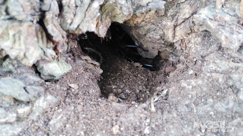 昆虫记---寻找中华大扁锹 - 菜菜鸟户外 ccn.my0