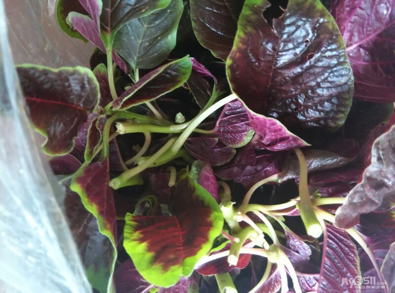 [饮食版互动话题]迎端午晒粽子!集齐端午十二红