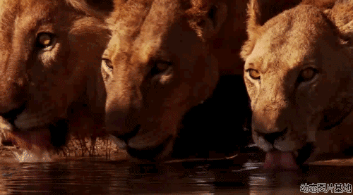 爱社会爱同胞,我爱尼玛祖国.