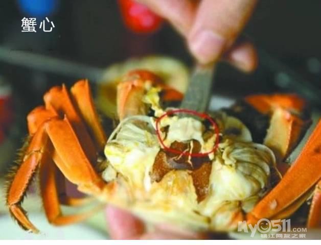 螃蟹怎么看公母_螃蟹公母怎么分